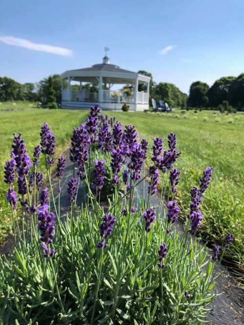 Lavender flowers in the foreground with a white gazebo and green field under a clear blue sky in the background.