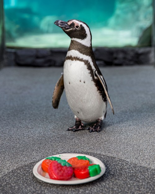 A penguin stands beside a plate of colorful, shaped ice treats in an aquarium setting.
