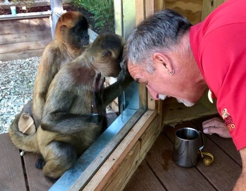 A man leans close to a glass window, interacting with two curious monkeys on the other side.