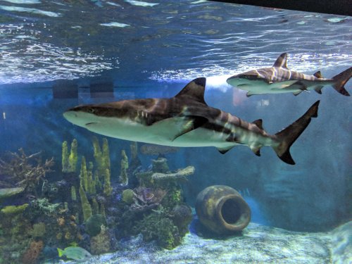 Two sharks swim gracefully in an aquarium, surrounded by colorful coral and underwater plants.
