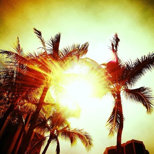 Silhouetted palm trees against a bright sun, creating a warm, golden glow in the sky.