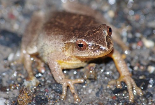 A close-up of a brown frog sitting on a rocky surface, with prominent eyes and textured skin.