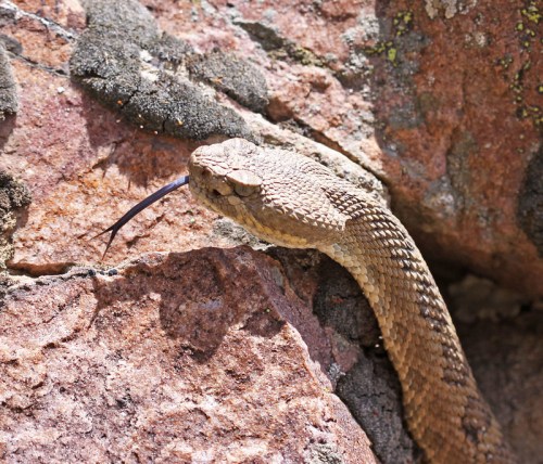 A close-up of a snake resting on a rocky surface, with its tongue flicking out.