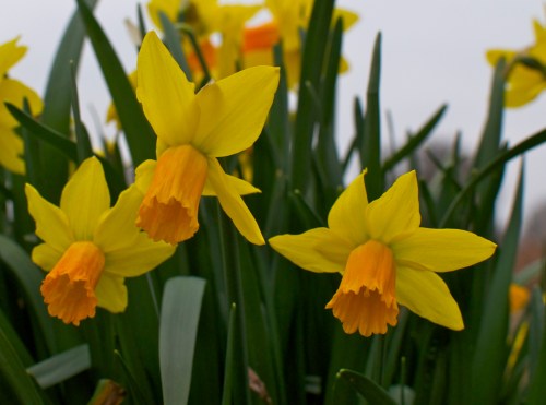 Bright yellow daffodils with orange centers bloom among lush green leaves in a garden setting.