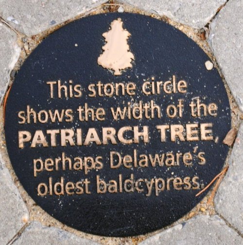 A circular stone plaque reads: "This stone circle shows the width of the PATRIARCH TREE, perhaps Delaware's oldest baldcypress."