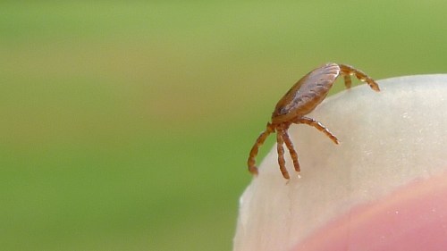 A close-up of a tick perched on the edge of a finger, with a blurred green background.