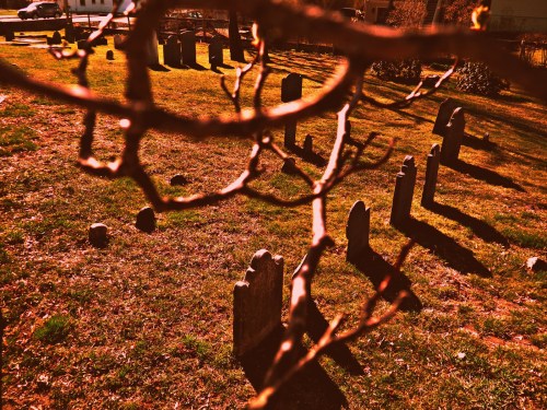 A cemetery with gravestones casting shadows on the grass, partially obscured by branches in the foreground.