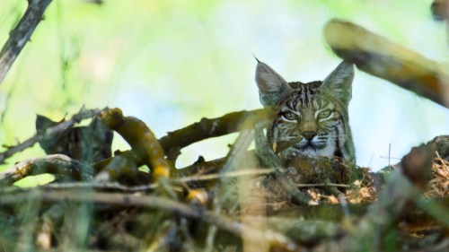 A bobcat peeks through branches and foliage, blending into its natural habitat.