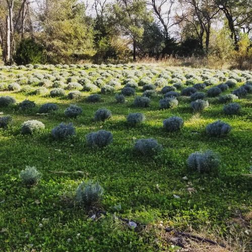A lush field of green grass dotted with rounded clusters of lavender plants under a clear sky.