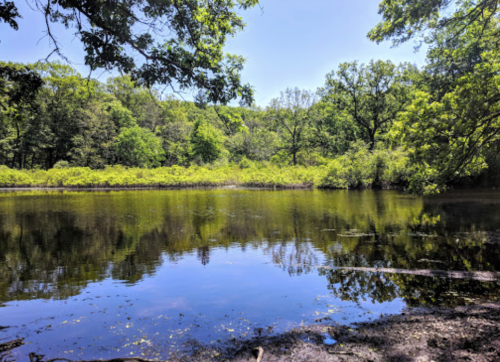 A serene pond surrounded by lush greenery and trees under a clear blue sky. Reflections shimmer on the water's surface.