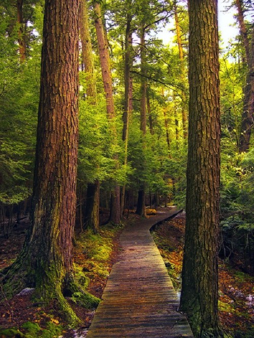 A wooden pathway winds through a lush, green forest with tall trees and dappled sunlight filtering through the leaves.