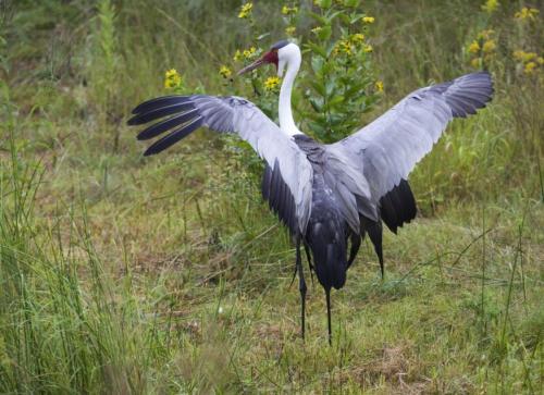 A large bird with a long neck and wings spread wide, standing in a grassy area with yellow flowers.