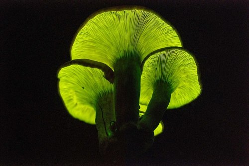Glowing mushrooms with vibrant green caps and delicate gills, illuminated against a dark background.