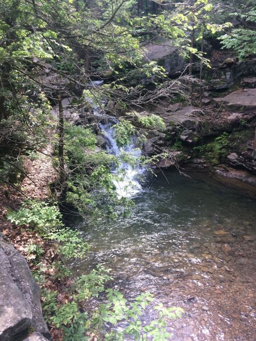 A serene forest scene featuring a small waterfall cascading into a clear pool surrounded by lush greenery.