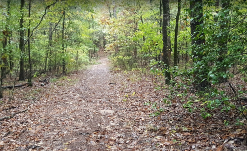 A winding dirt path through a lush, green forest with fallen leaves on the ground.
