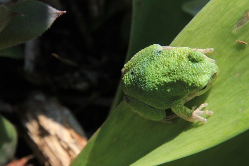 A small green frog perched on a green leaf, blending into its natural surroundings.