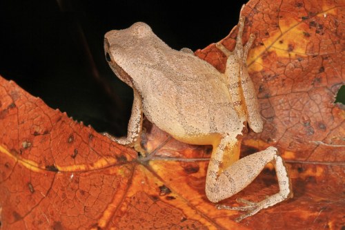 A small, light brown frog perched on a vibrant orange leaf, blending into its surroundings.