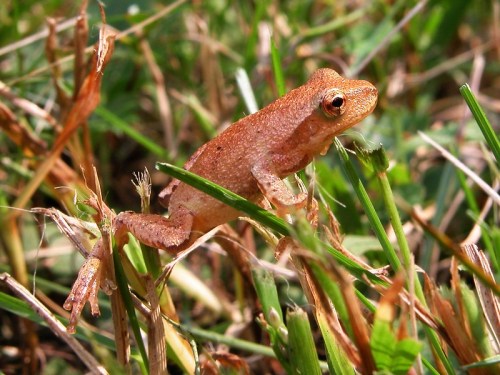 A small orange frog perched on green grass, blending into its natural surroundings.