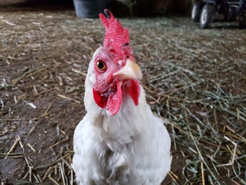 A close-up of a white chicken with a red comb, standing on straw in a barn setting.