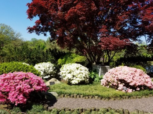 A vibrant garden featuring pink, white, and red azaleas under a lush tree against a clear blue sky.