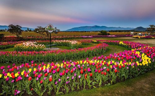 A vibrant field of tulips in various colors, arranged in a spiral pattern with mountains in the background at sunset.