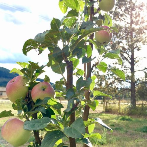 A close-up of an apple tree with ripe apples and green leaves, set against a sunny outdoor background.