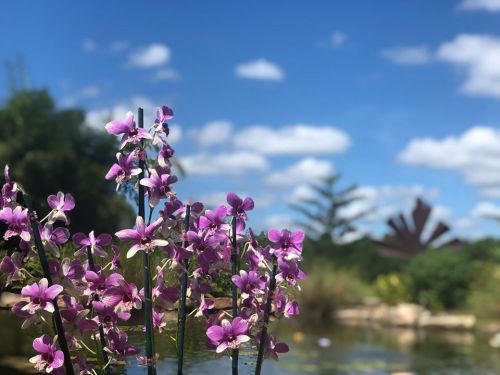 A cluster of purple orchids in the foreground with a serene pond and blue sky in the background.