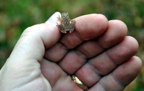 A small frog sits on a person's open palm, surrounded by greenery in the background.