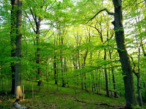 Lush green forest with tall trees and vibrant foliage, sunlight filtering through the leaves.