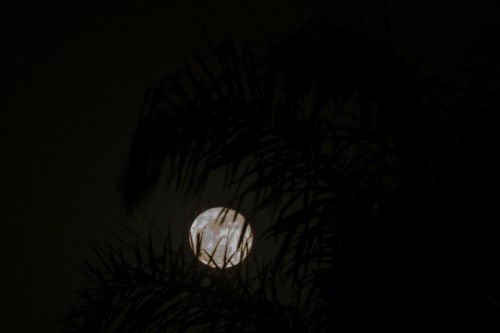 A full moon partially obscured by dark palm tree silhouettes against a night sky.