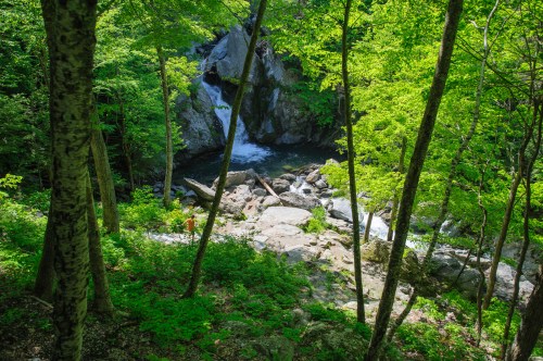 A serene forest scene with lush green trees surrounding a rocky stream and waterfall.