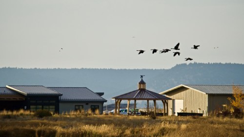 A flock of birds flies over a gazebo and buildings, with mountains in the background and grass in the foreground.