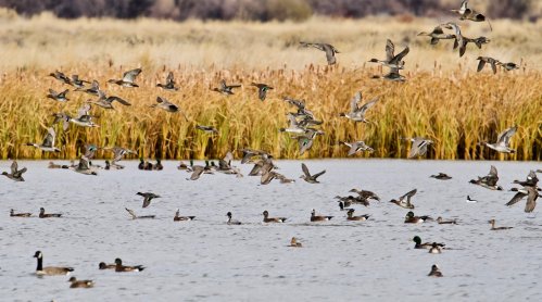A flock of ducks flying over a lake, with more ducks swimming in the water and tall grasses in the background.