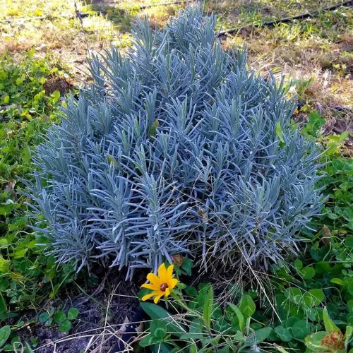 A lush, green lavender bush with silvery leaves, featuring a single yellow flower at its base.