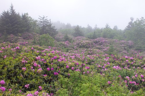 A misty landscape filled with vibrant pink rhododendron flowers and lush greenery, surrounded by trees.