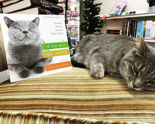 A gray cat rests on a striped cushion next to the book "The Karma of Cats," featuring a cat on the cover.