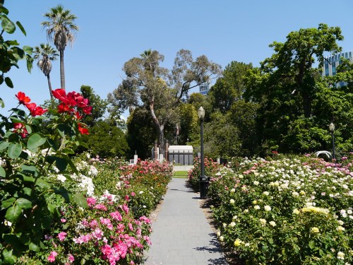 A sunny park pathway lined with colorful rose bushes, leading to trees and a monument in the background.
