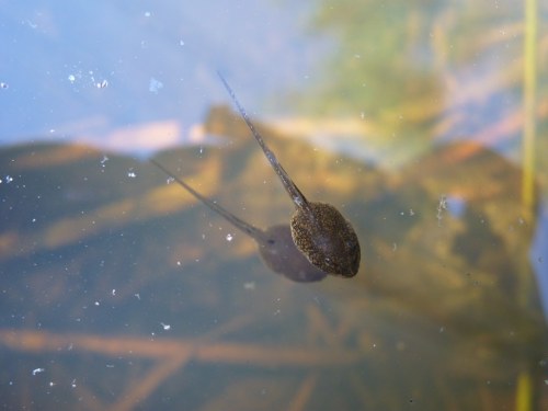A tadpole swimming in clear water, with reflections of plants and debris visible beneath the surface.