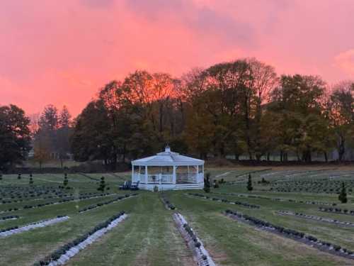 A white gazebo surrounded by neatly arranged rows of greenery, with a vibrant pink and orange sunset in the background.