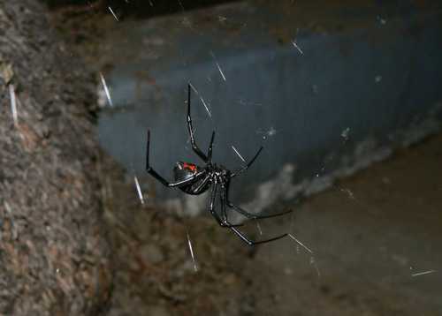 A black spider with a red hourglass shape on its abdomen hangs in a web, set against a blurred background.