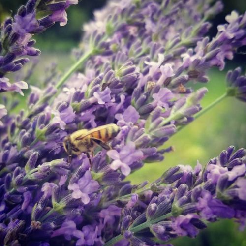 A bee pollinates vibrant purple lavender flowers in a lush garden setting.