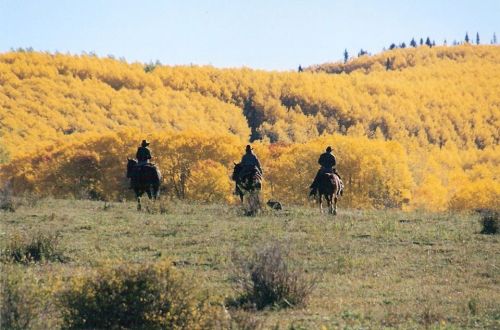Three horseback riders silhouette against a backdrop of vibrant yellow autumn trees.