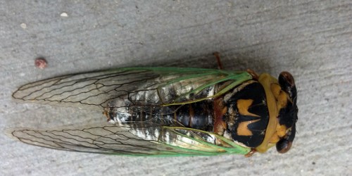 Close-up of a cicada resting on a gray surface, showcasing its green wings and distinctive black and yellow body.