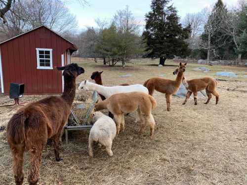 A group of llamas and a sheep eating from a trough near a red barn in a grassy field.