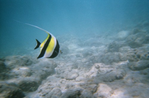 A colorful fish swims gracefully over a rocky underwater landscape.