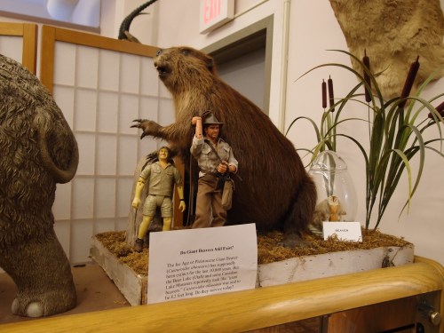 A display featuring a giant beaver model, two figurines, and an informational sign about prehistoric giant beavers.