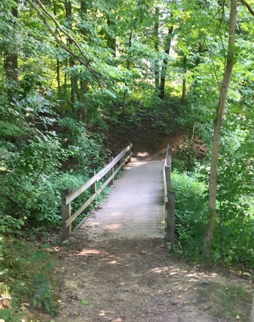 A wooden bridge leads through a lush green forest, surrounded by trees and foliage.