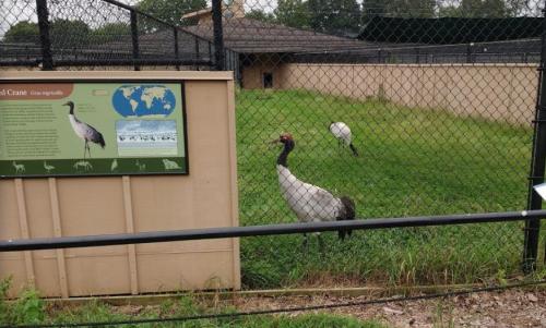 A red-crowned crane stands near an informational sign in a grassy enclosure, with another crane in the background.