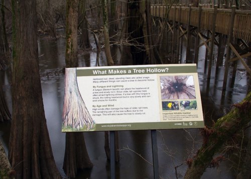 Sign explaining tree hollows, their causes, and importance in wildlife habitats, with a wooden boardwalk in the background.