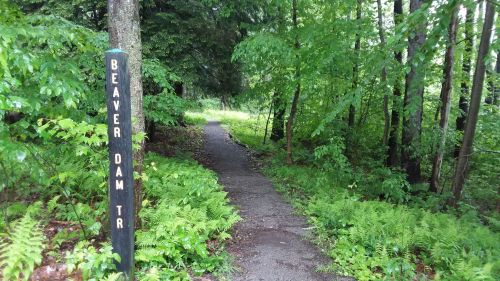 A narrow path through lush greenery, marked by a sign reading "BEAVER DAM TR," surrounded by trees and ferns.
